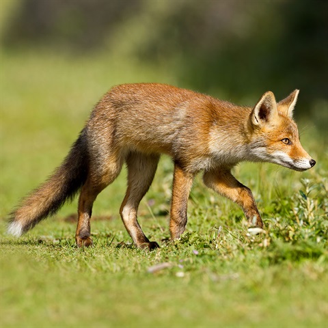 Fox in grass