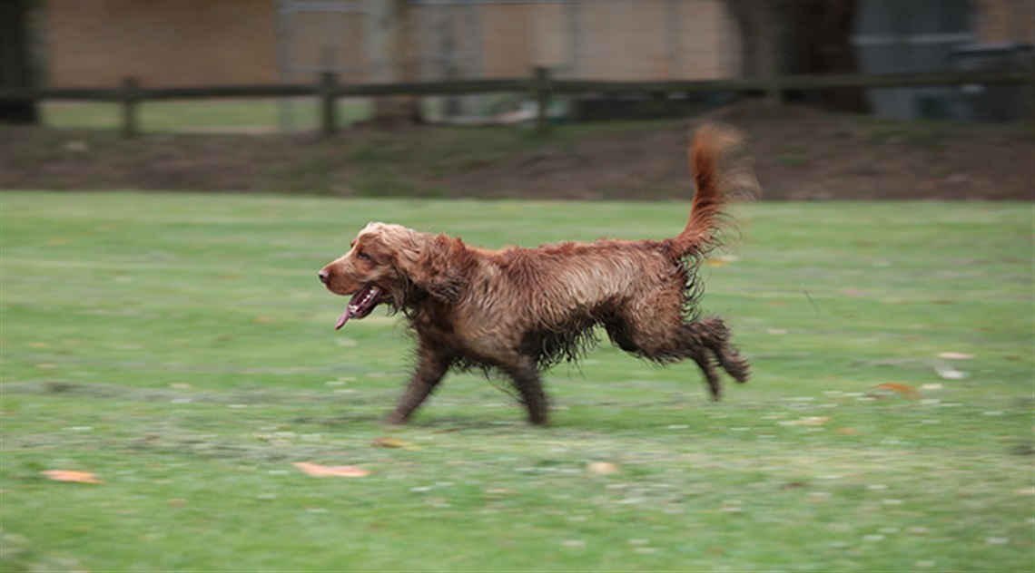 201511 - HYS - MREC - ELS Hall Park Dog Off Leash Area Upgrade