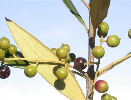 Image of African Olive