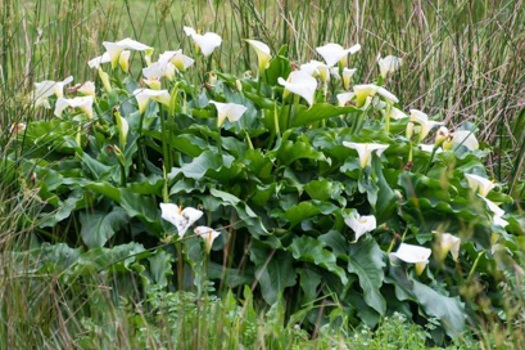 Image of Arum Lily
