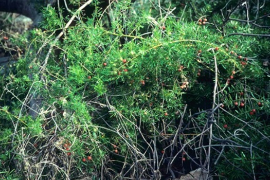 Image of Asparagus Weeds