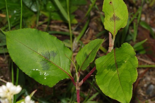 Image of Chinese Knotweed