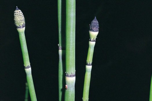 Image of Horsetails