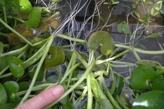 Image of Kidney-leaf Mud Plantain