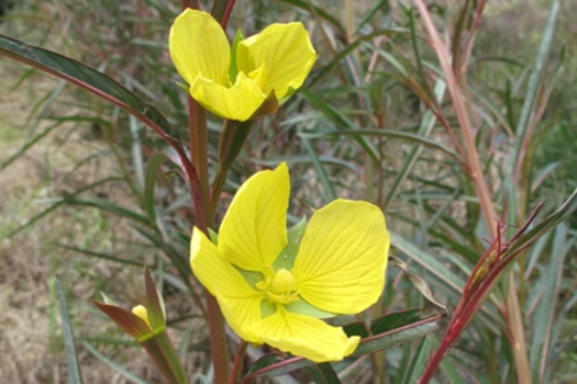Image of Long Leaf Water Primrose