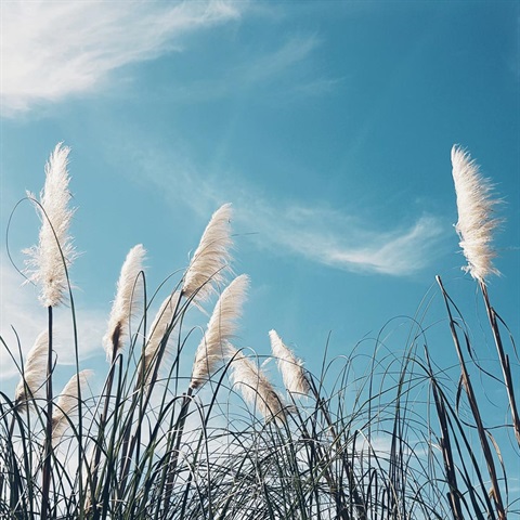 Photo of Pampas Grass