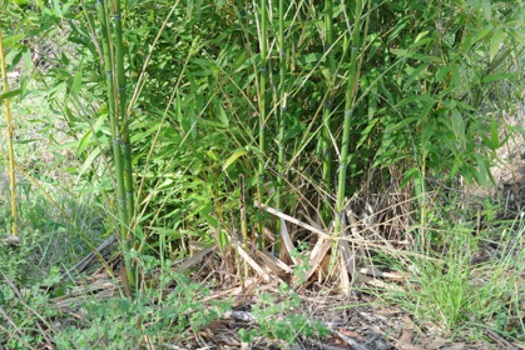 Image of Rhizomatous Bamboo