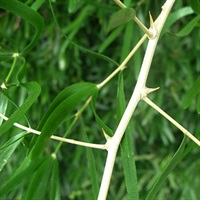 Sicklethorn Asparagus