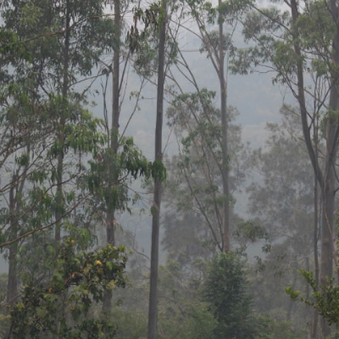 Bushfire-Smoke_SQ.jpg
