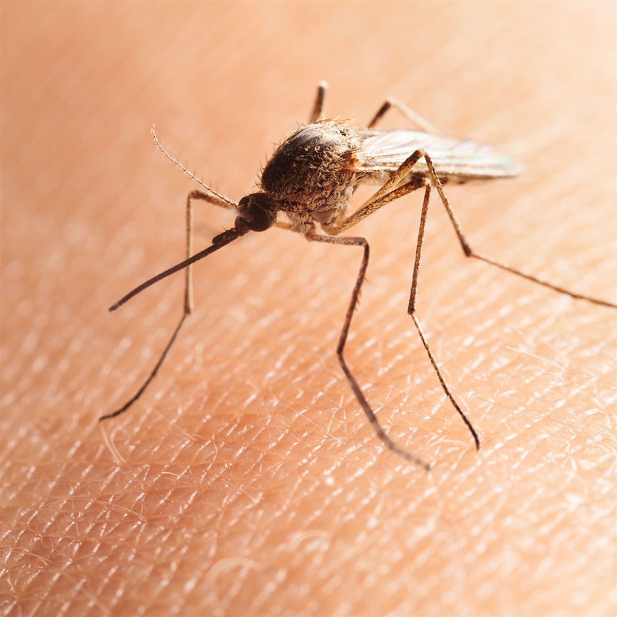Mosquitos | City of Ryde