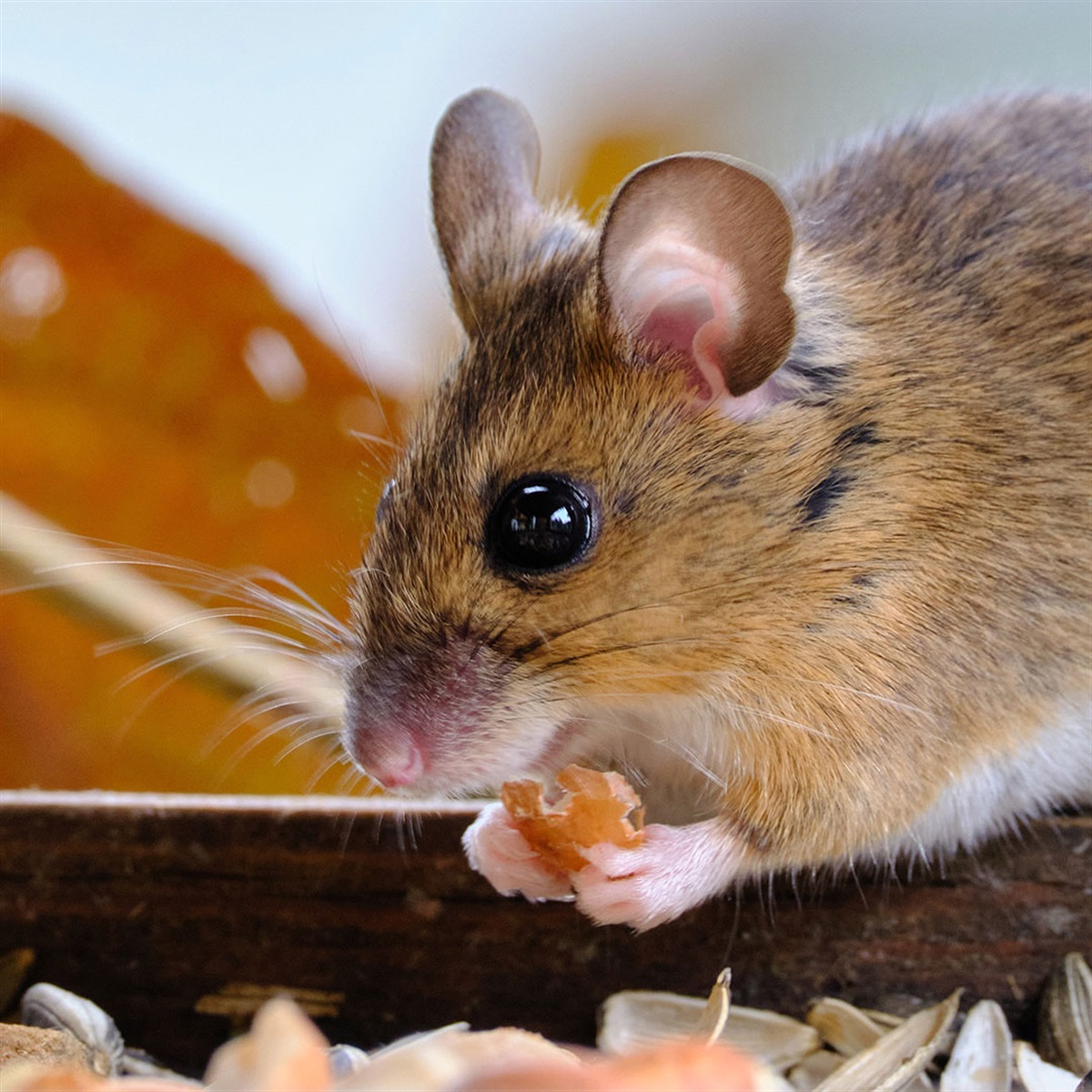 Are Mice Attracted To Dog Poop are-mice-attracted-to-dog-poop