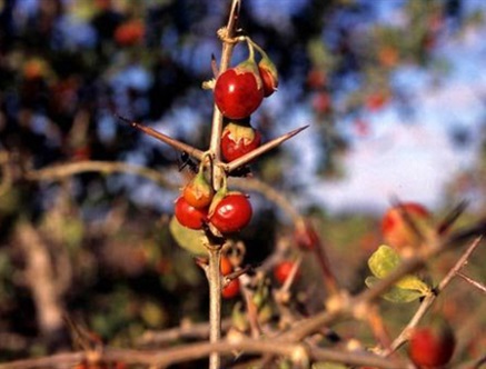 Image of an African Boxthorn
