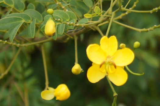 Image of Cassia