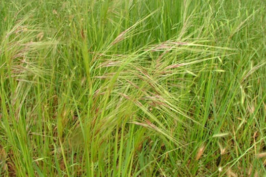 Image of Chilean Needle Grass