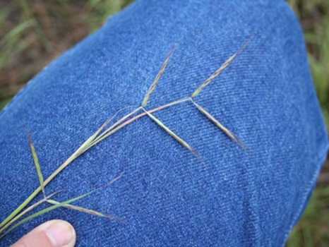 Image of Coolatai Grass