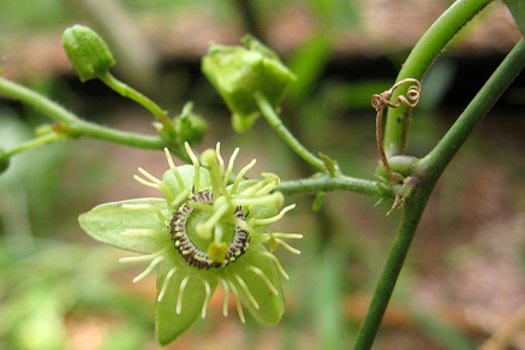 Image of Corky Passionflower