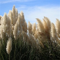 Image of Pampas Grass