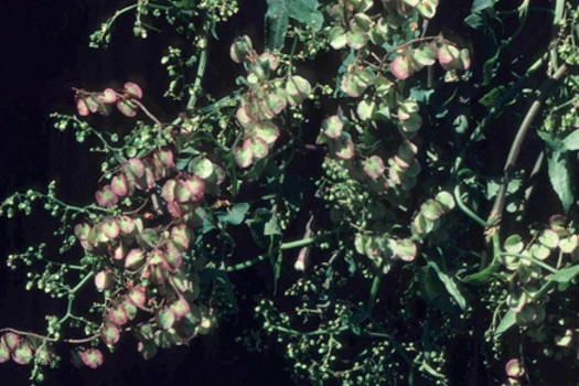 Image of Turkey Rhubarb