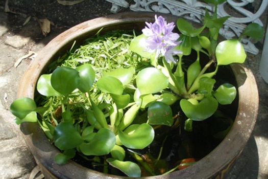 Image of Water Hyacinth