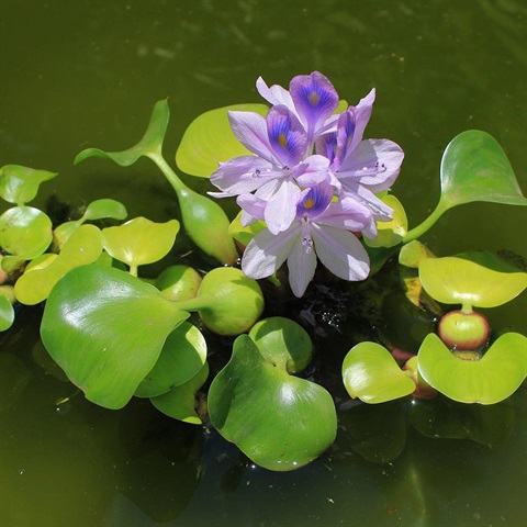 Photo of a Water Hyacinth