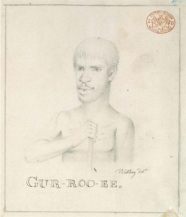 Caruey one of the three Cadigal who survived the smallpox epidemic and companion of Kurúbarabúla during Bennelong’s absence in England. Gur-roo-ee, 1790s, Thomas Watling, Watling Drawing 37, Natural History Museum