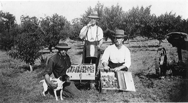 Harold Hicks (left) picking fruit with two of his uncles in Wick’s Road, North Ryde c.1924.  The Hicks were significant land holders in the North Ryde area and members of the Baptist Church. Ryde Library Service. Acc. 5579201. Hicks family / 1