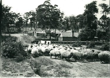 Flock of sheep being driven along Clanwilliam Street, 1915. This photograph emphasizes the rural nature of most of the municipality for much of its existence. Generally covered by large estates hundreds of acres in size, the break-up or sub-division of these estates generally began in the early 20th century and accelerated after the First World War. Ryde Library Service. Acc. 4969480. Eastwood / 5.
