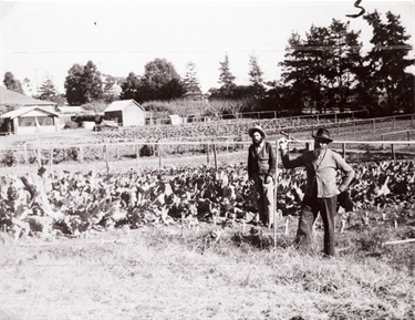 Market gardens at ‘House of David’ (Eden Park) North Ryde, 1945. Frank Mercer (left); John Brown (right). About 1910 a group of families belonging to a religious order, the House of David, arrived in Australia. In 1917 they moved to North Ryde. Their headquarters were located on 20 acres of land on the north-east corner of Lane Cove and Waterloo Roads. Over time the area was developed into a market garden, poultry farm and Eden Park Picnic Grounds which included a small zoo. A music bowl and stage and tennis courts were also developed. Generations of locals would identify this as a significant place in their lives. Ryde District Historical Society. Image 3566; negative 146/28.