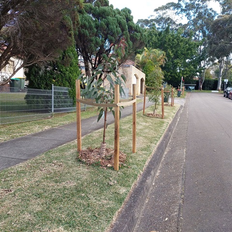 202206---Project---Street-Trees-1080X1080-pg.jpg