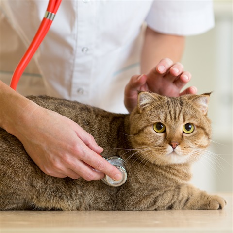 Vet checking cats heartbeat 