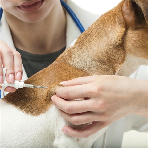 Dog being microchipped