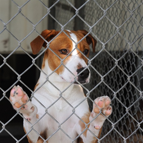 Dog in a kennel 