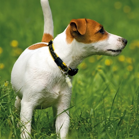 Jack Russel standing on grass