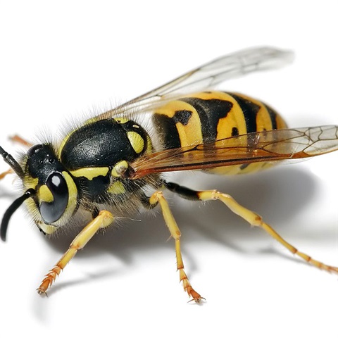 European wasp