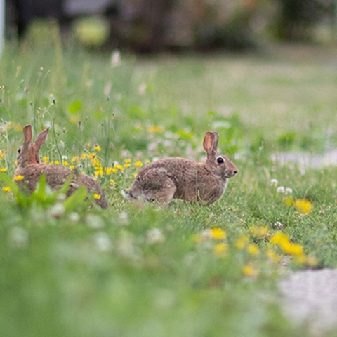 Rabbits in field