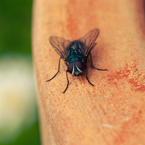 Fly on branch