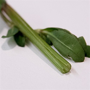 Image of the stem of an Alligator Weed