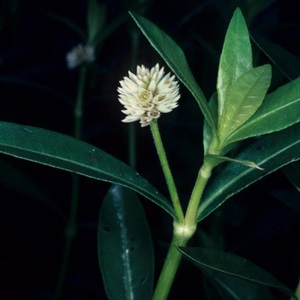 Image of Alligator Weed