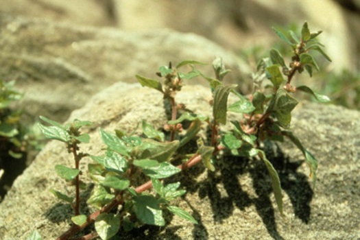 Image of Asthma Weed