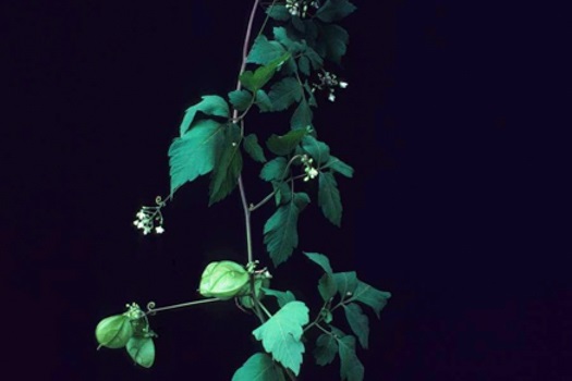 Image of Balloon Vine