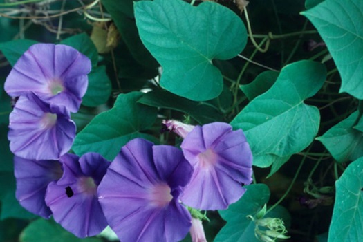 Image of Blue Morning Glory