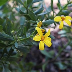 Image of Boneseed