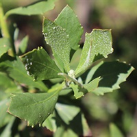 Closeup of the leaves of Boneseed