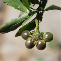 Image of the seed of Boneseed 