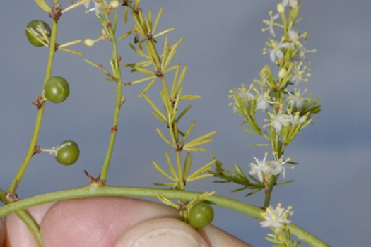 Image of Climbing Asparagus