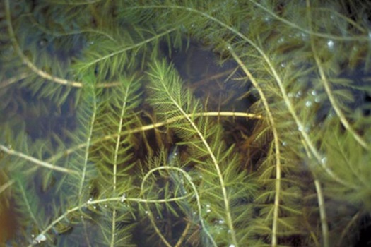 Image of Eurasian Water Milfoil