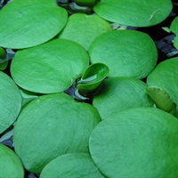 Frogbit