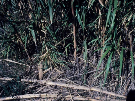 Image of Giant Reed