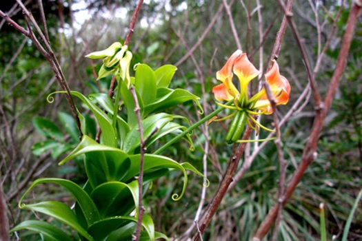 Image of Glory Lily