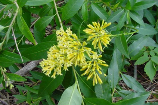 Image of Green Cestrum